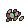 カブの種