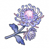 嵐霊花（岚灵花）の画像