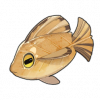 霧葉魚（雾叶鱼）の画像